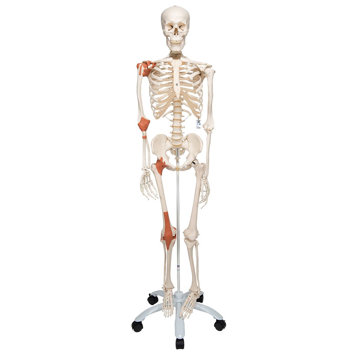 Leo,Human,Ligament,Skeleton