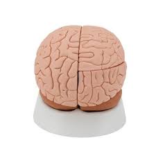 Model,Brain,Description
