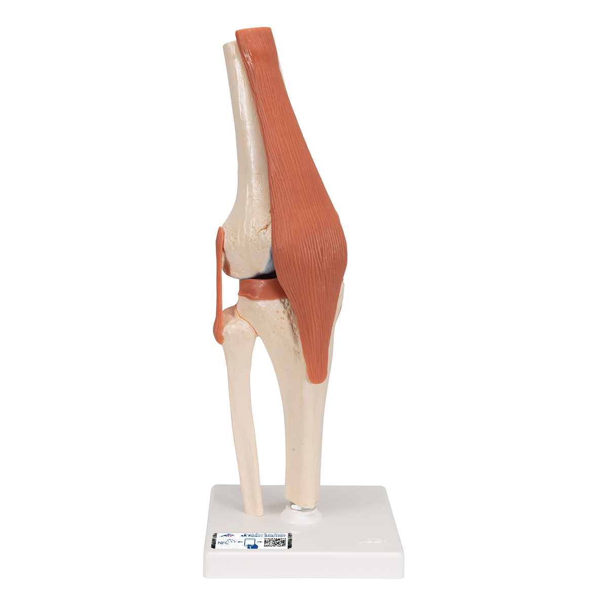 Model,Functional,Knee,Joint