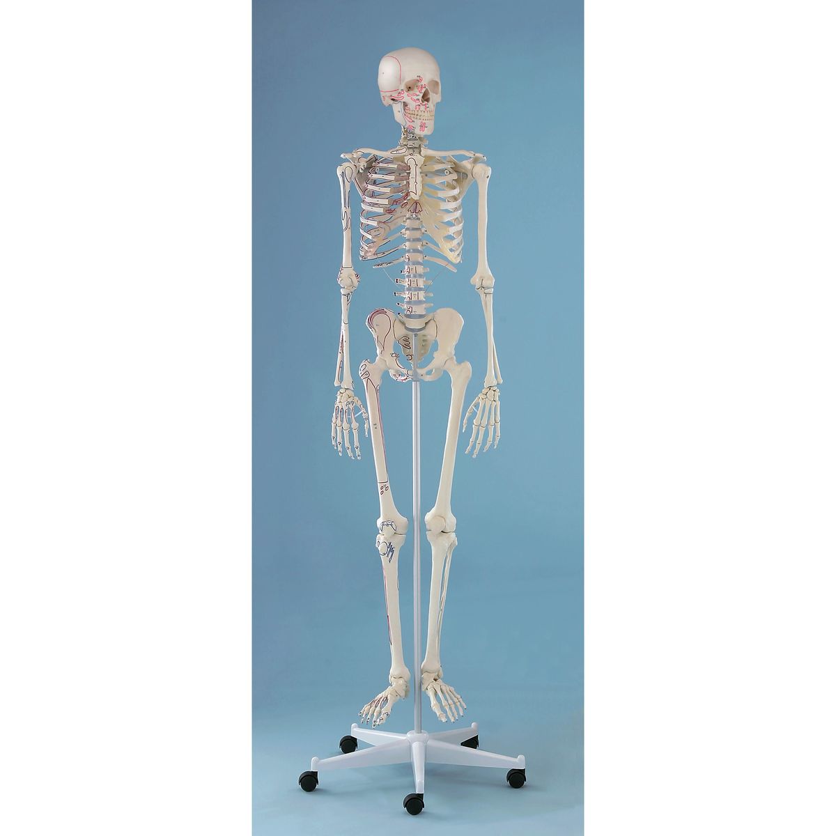 Model,Muscle,Skeleton