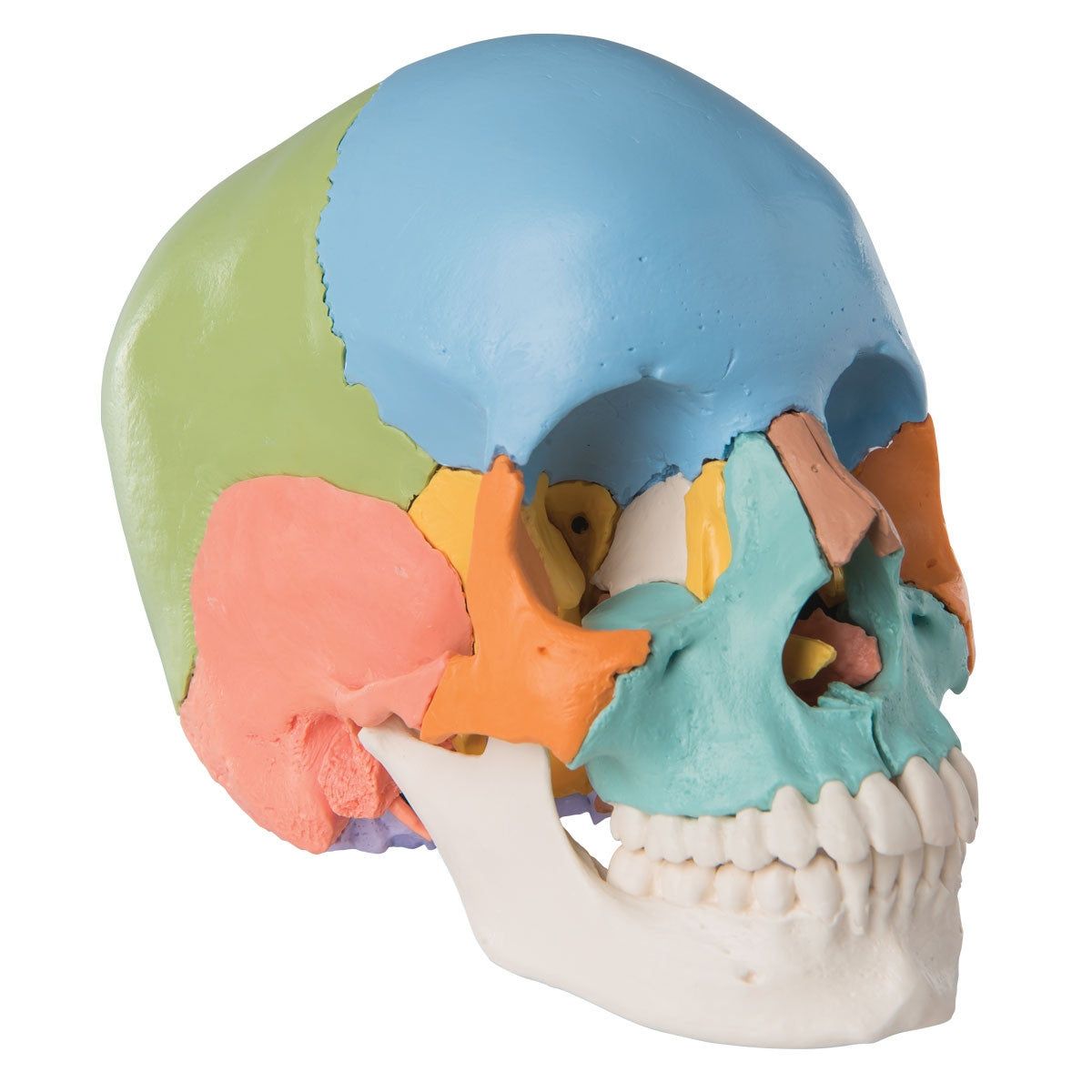 Model,Osteopathic,Skull,Anatomical
