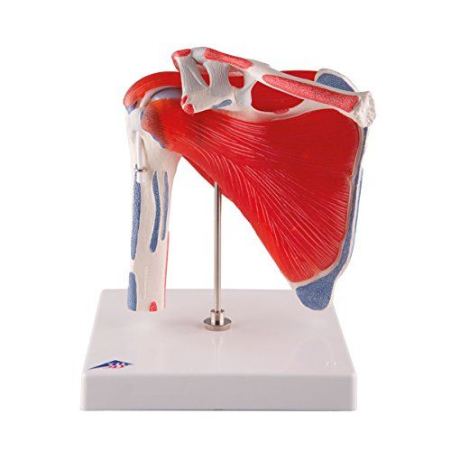 Model,Shoulder,Joint,Rotator,Cuff