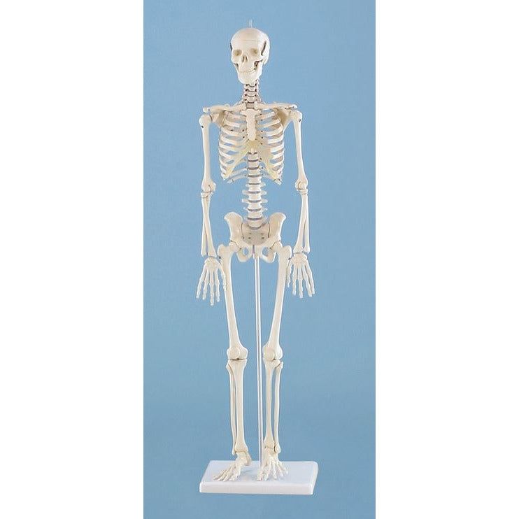 Patrick,Miniature,Skeleton,Model