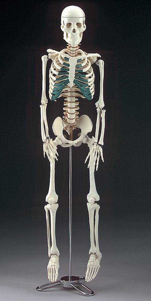 Willi,Human,Skeleton